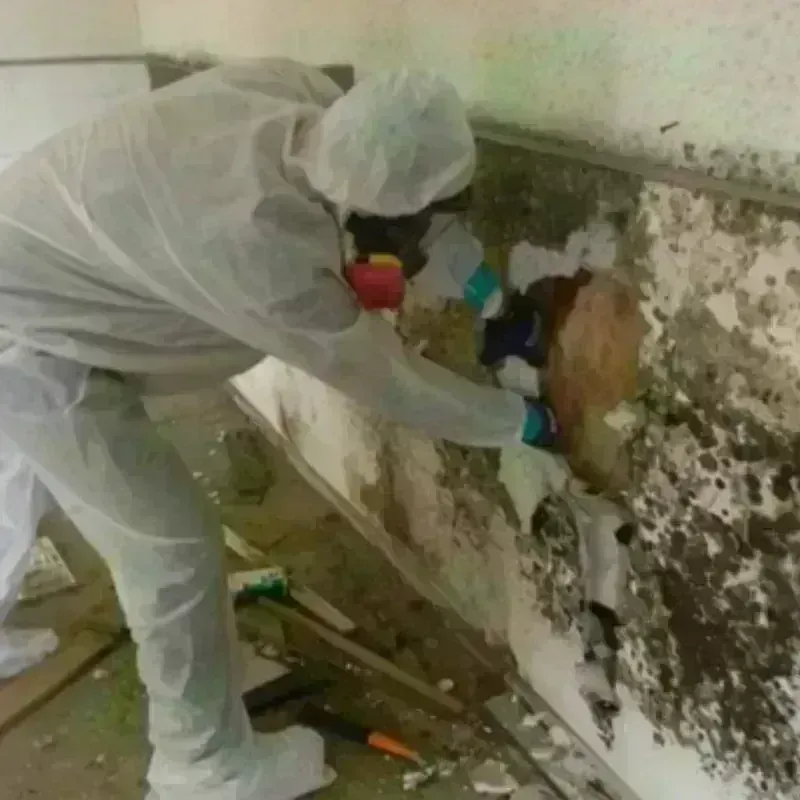 Mold Remediation and Removal in Flower Mound, TX